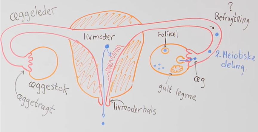 Hormoncyklus