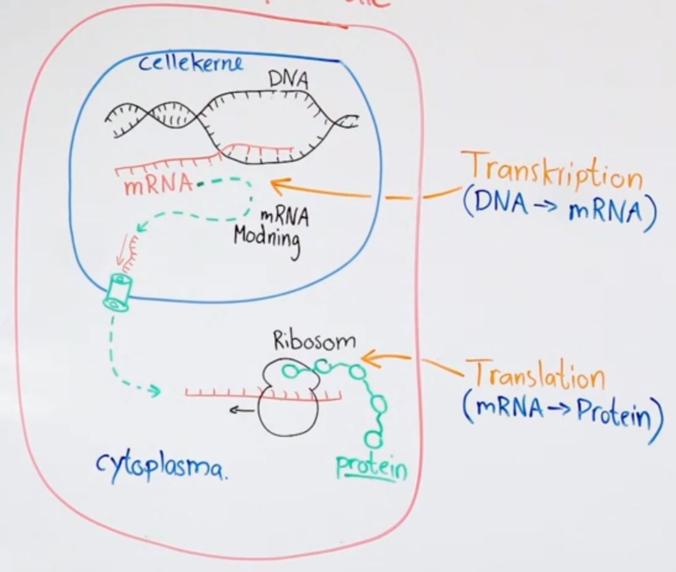 Proteinsyntese