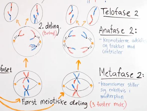 Meiose 2
