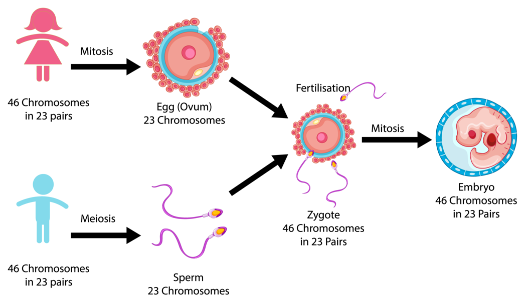 Meiose