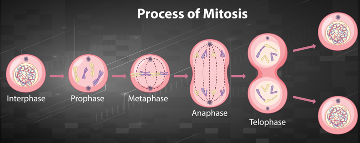 Mitose