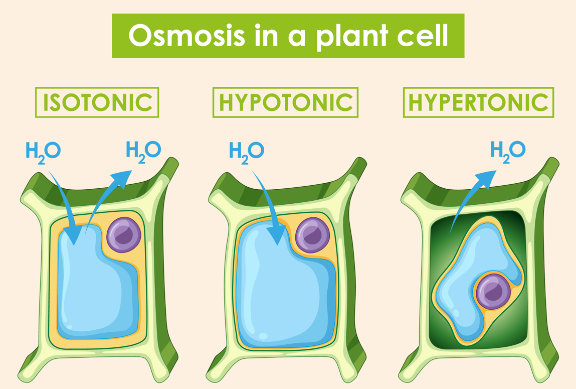 Osmose