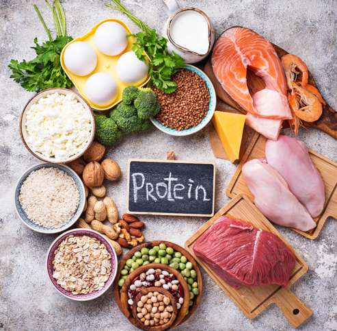 Protein fordøjelse. A/B niveau