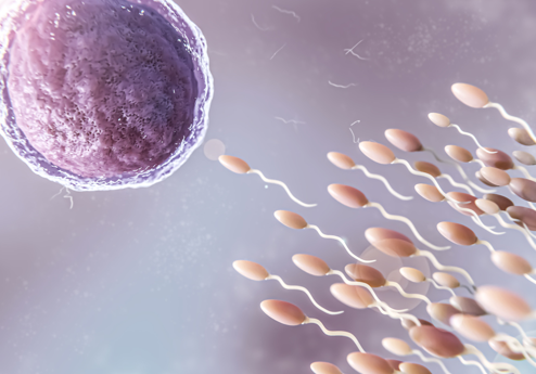 Mandens kønshormoner Mandens kønshormoner