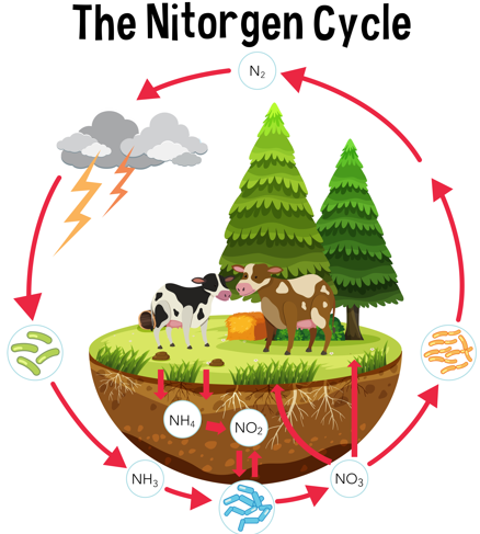 Nitrogen kredsløb