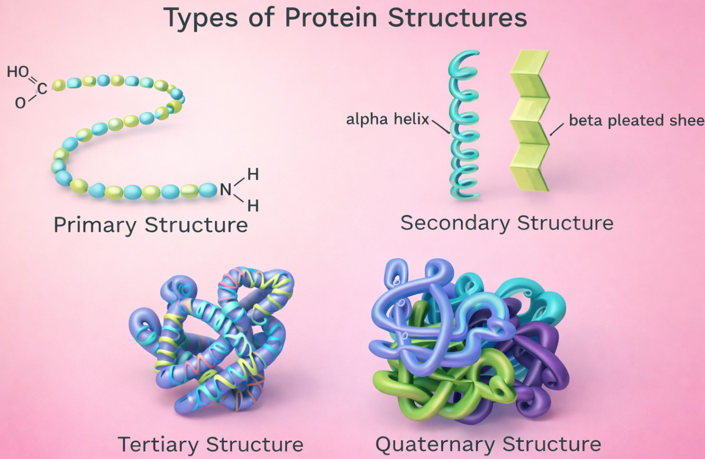 Proteinstruktur. Primær, sekundær, tertiær og kvarternær
