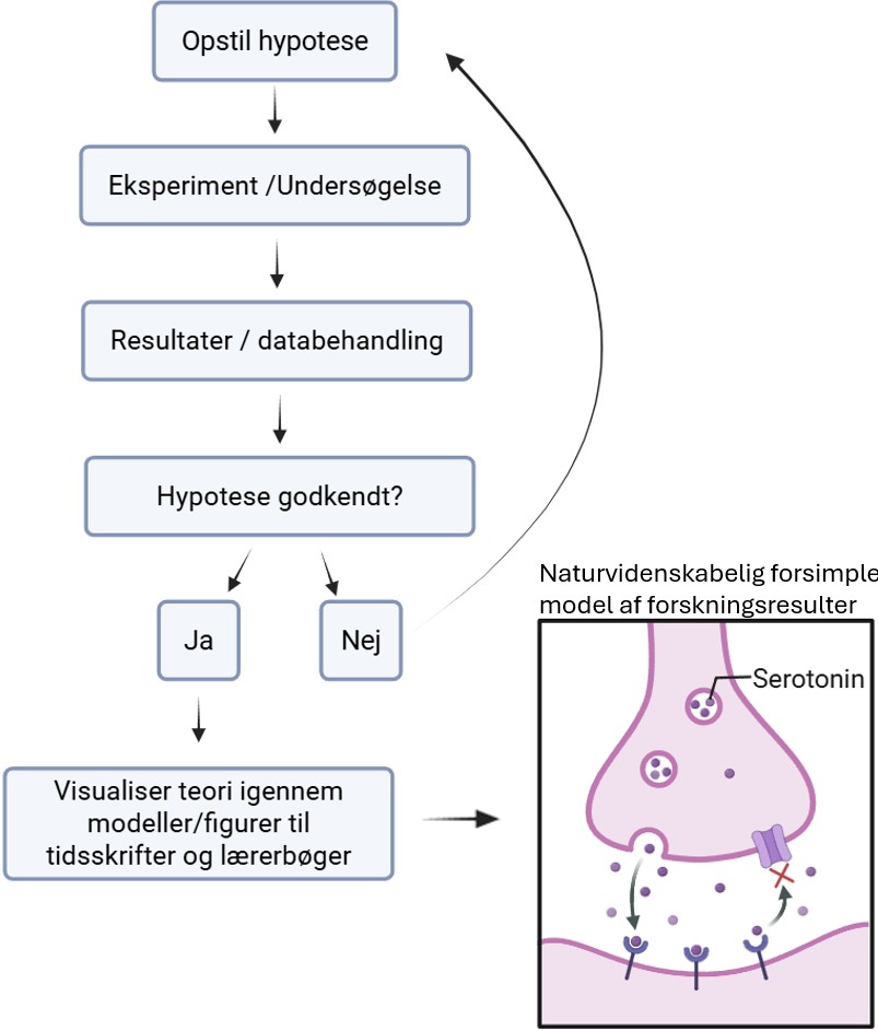 Den naturvidenskabelige metode og brugen af modeller