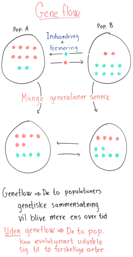 Geneflow mellem to populationer: Indvandring og formering gør deres genetiske sammensætning mere ens gennem generationer.