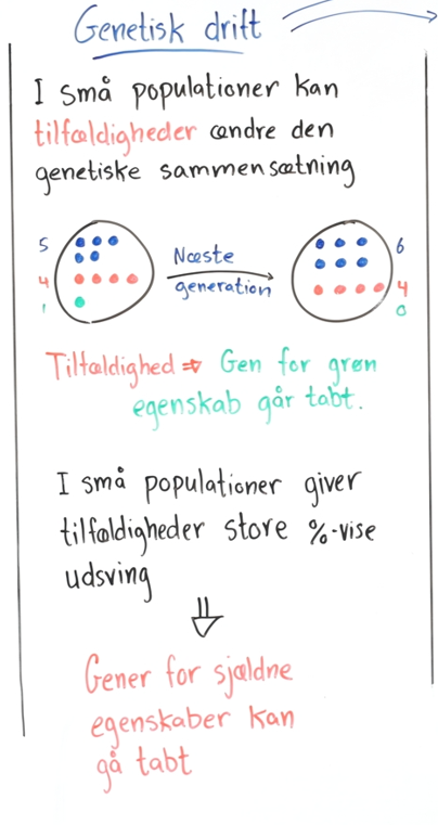 Genetisk drift i en lille population: Tilfældigheder ændrer fordelingen af genvarianter, og en sjælden variant forsvinder.
